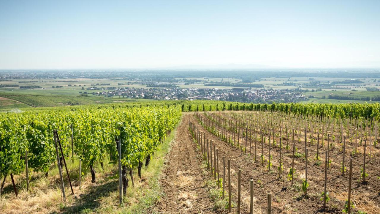 Les Chambres Du Domaine Eguisheim Εξωτερικό φωτογραφία